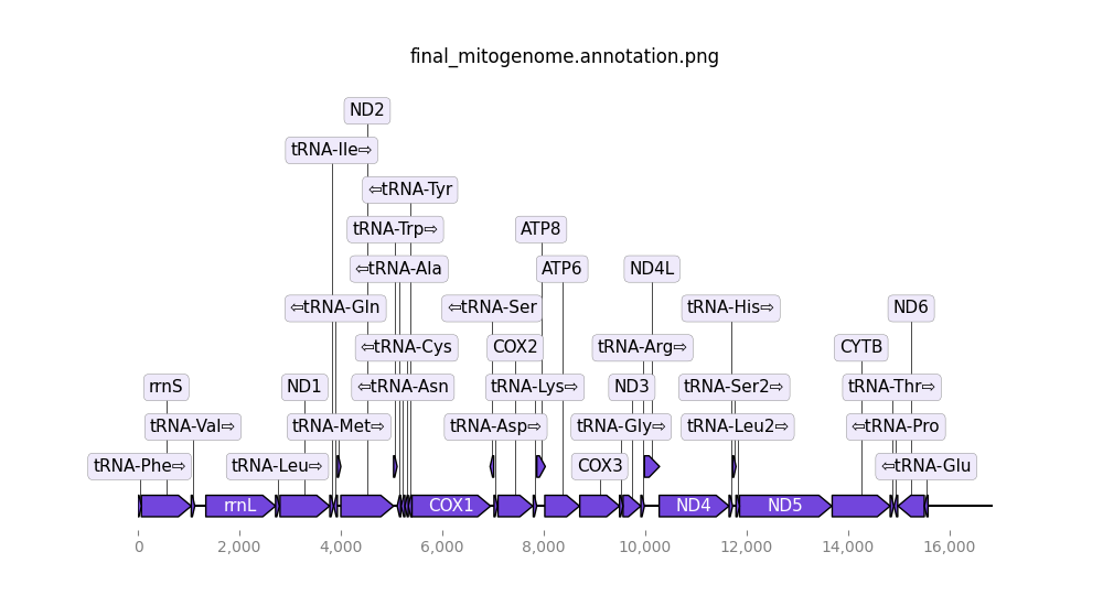 Image produced by MitoHiFi showing the genes annotated in our mitogenome.