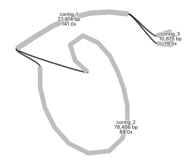 assembly graph.