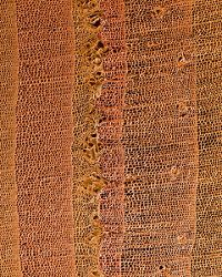 Tree rings