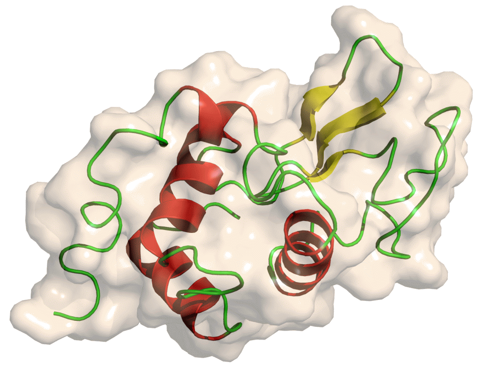 Structure of lysozyme openly available from https://commons.wikimedia.org/wiki/File:Lysozyme.png.