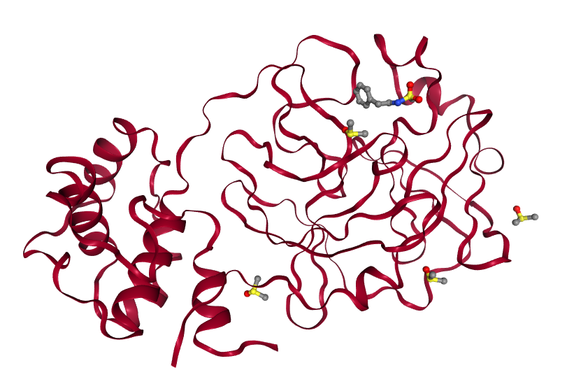 MPro structure, with a fragment bound.