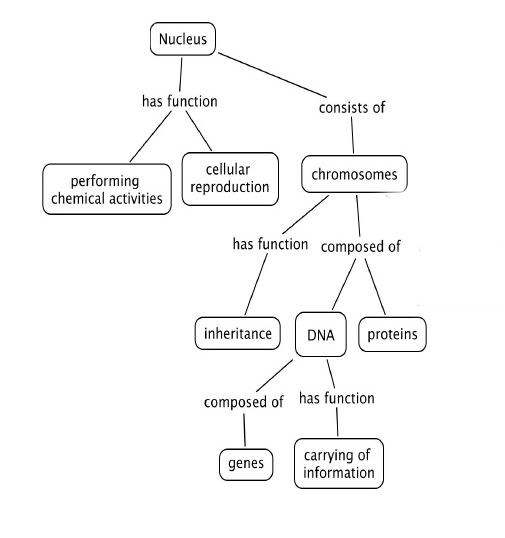 Example of concept map to explain the nucleus. It start on the top with "Nucleus", two arrows leave from this. On the left "Nucleus -- has function -->" links to "has function --> performing chemical activities" and "has function --> cellular reproduction". On the right, "Nucleus -- consist of --> chromosomes", which splits into: on the left "chromosomes -- has function --> inheritance"; on the right "chromosomes -- composed of -->" with 2 arrows to the left "-- composed of --> DNA" which then split into "DNA -- composed of --> genes" and "DNA --> has function --> carrying of information", to the right "-- composed of --> proteins".