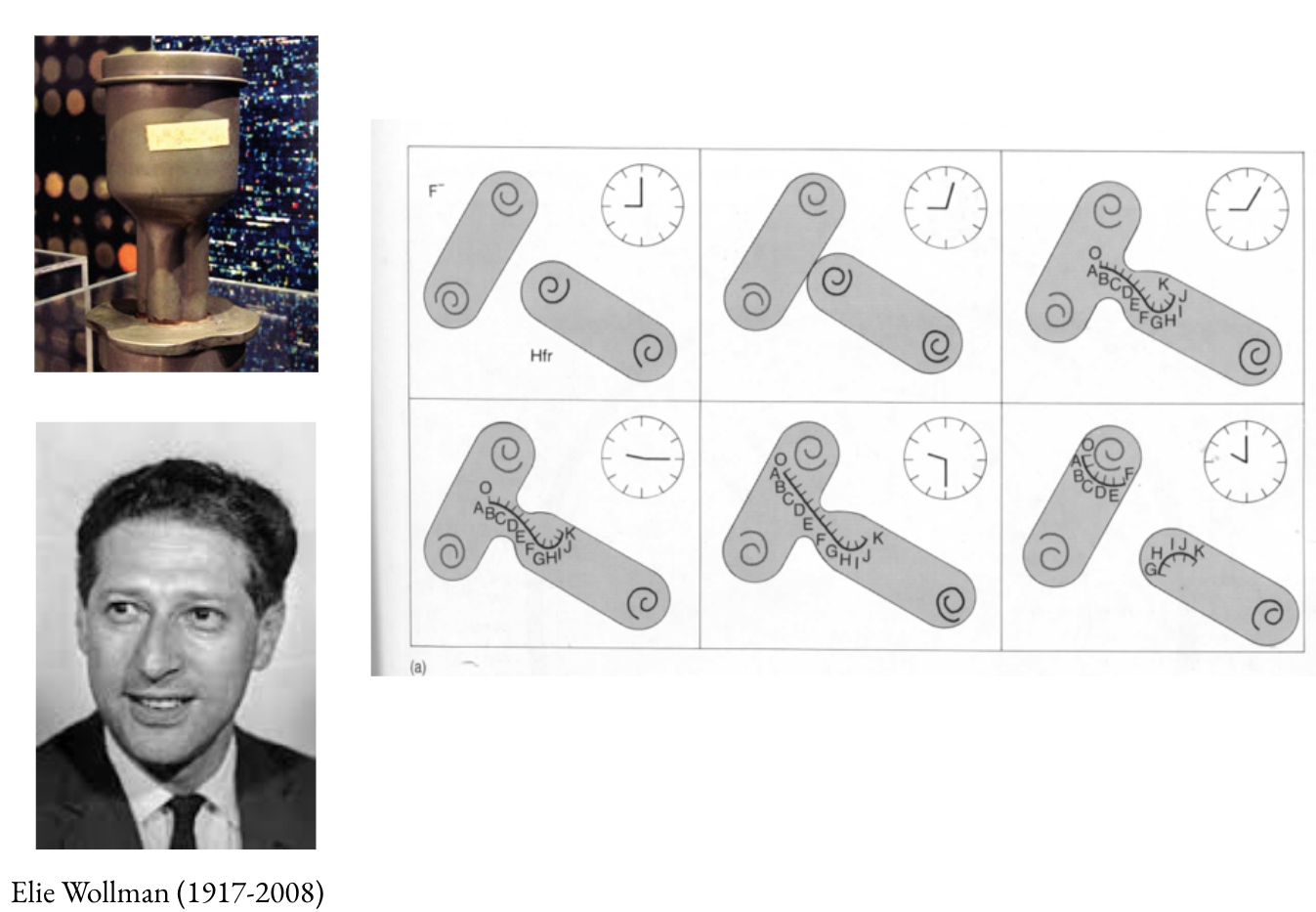 Genetic distance in bacteria
