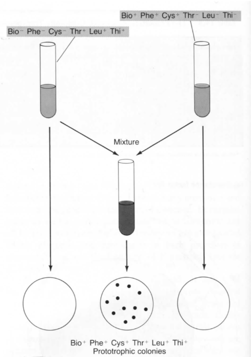 Lederberg-Tatum Experiment