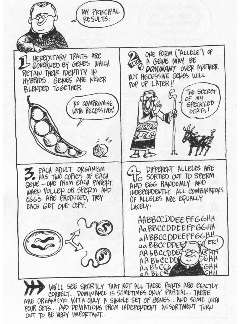 Mendel cartoon