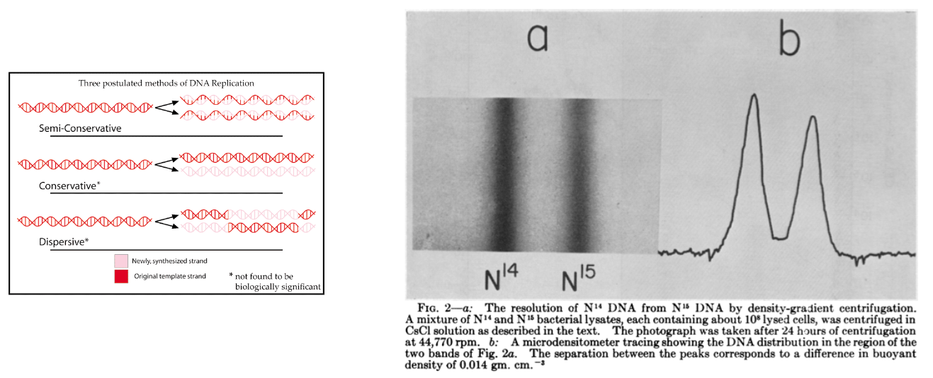 Meselson, Stahl experiment 1