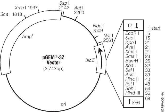 pGEM3z.