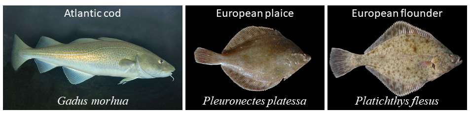BITS survey standard fish species.
