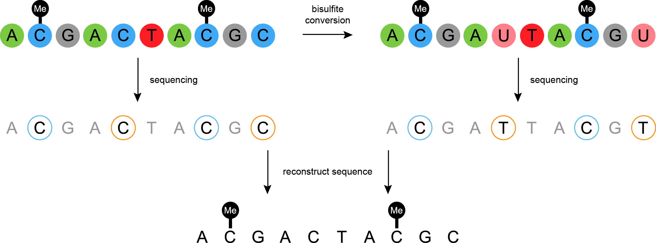 Cartoon of a methlated gene sequence and bisulfite conversion replacing a C with a U. Below that is sequenced and the resut is reconstructed to figure out which Cs were methylated (because they weren't replaced with Us.)