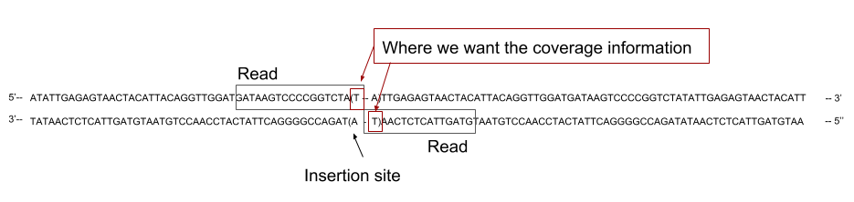 A read align to the genome with its 3' end covering half of the TA site.