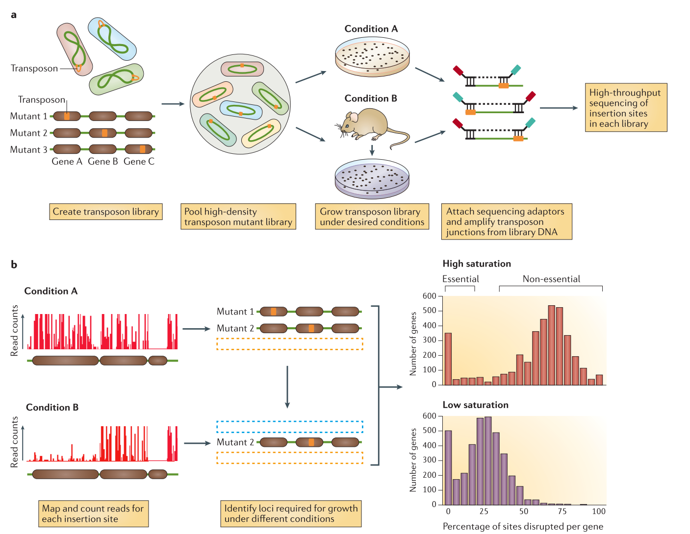 Illustration of tnseq Method.