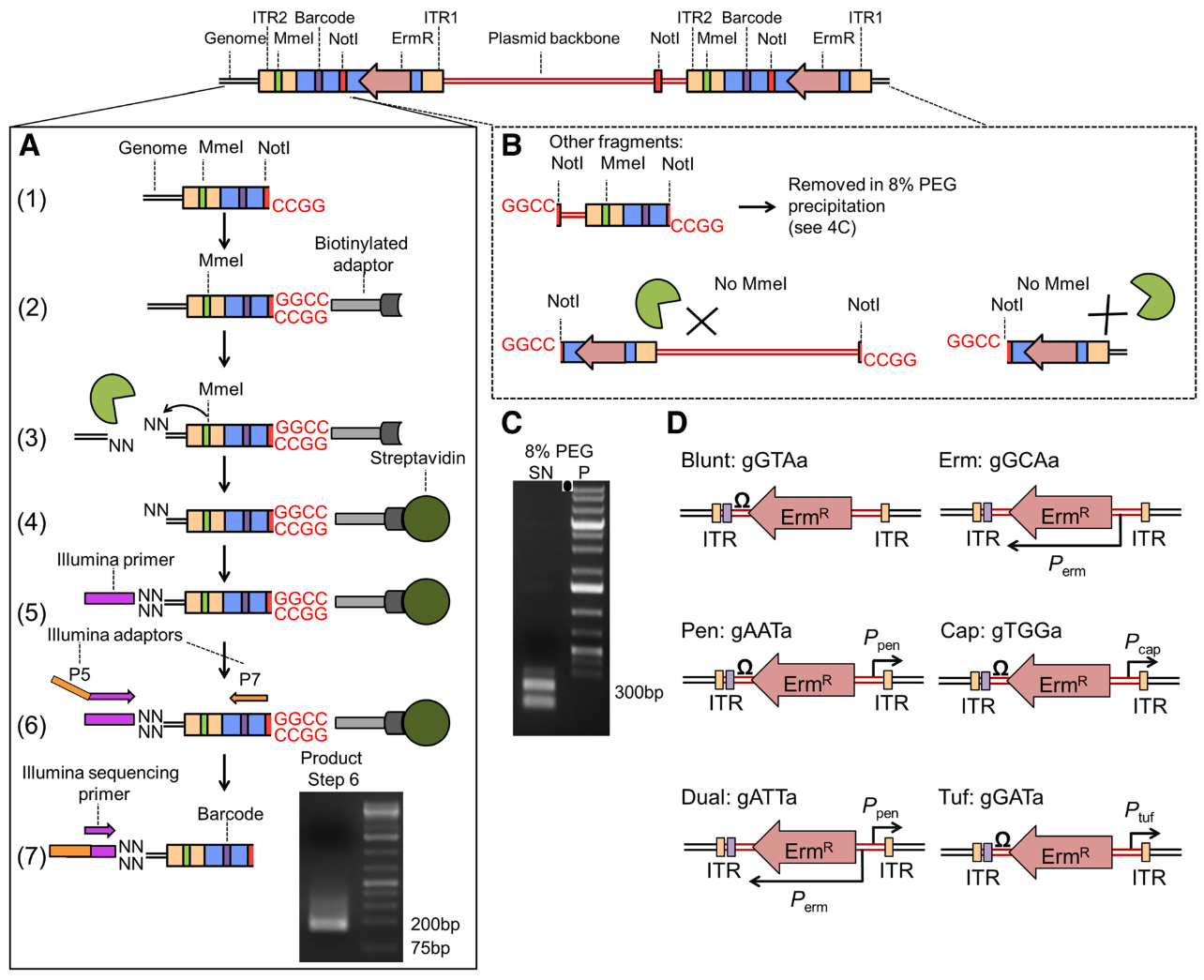 Structure of the transposon containing several parcodes and adapters.