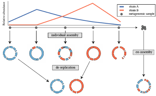Image shows the process of individual assembly on two strains and five samples, after individual assembly of samples two samples are chosen for de-replication process. In parallel, co-assembly on all five samples is performed.