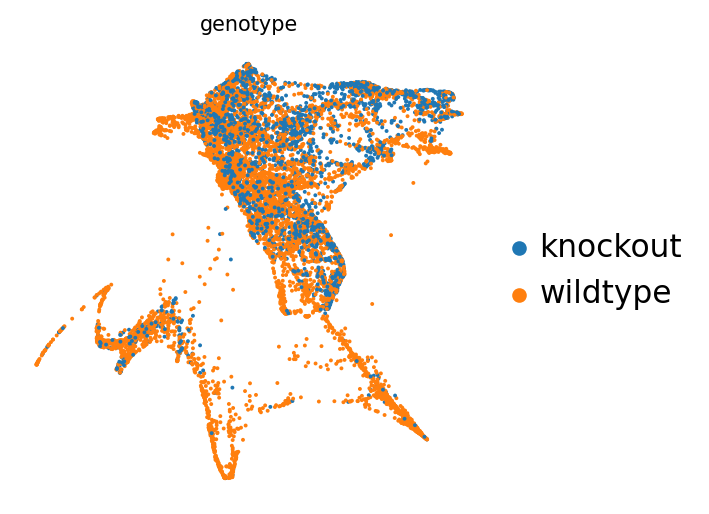 Most clusters are coloured as a mix of both genotypes but the DP L and T mature clusters are mainly coloured as wildtype cells. 