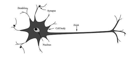 Sketch of a biological neuron and its components.