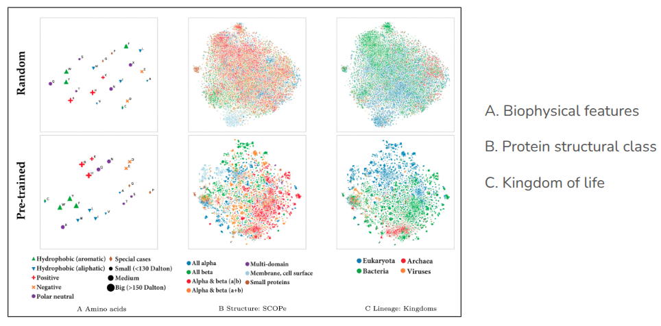 TSNE embeddings of proteins and amino acids