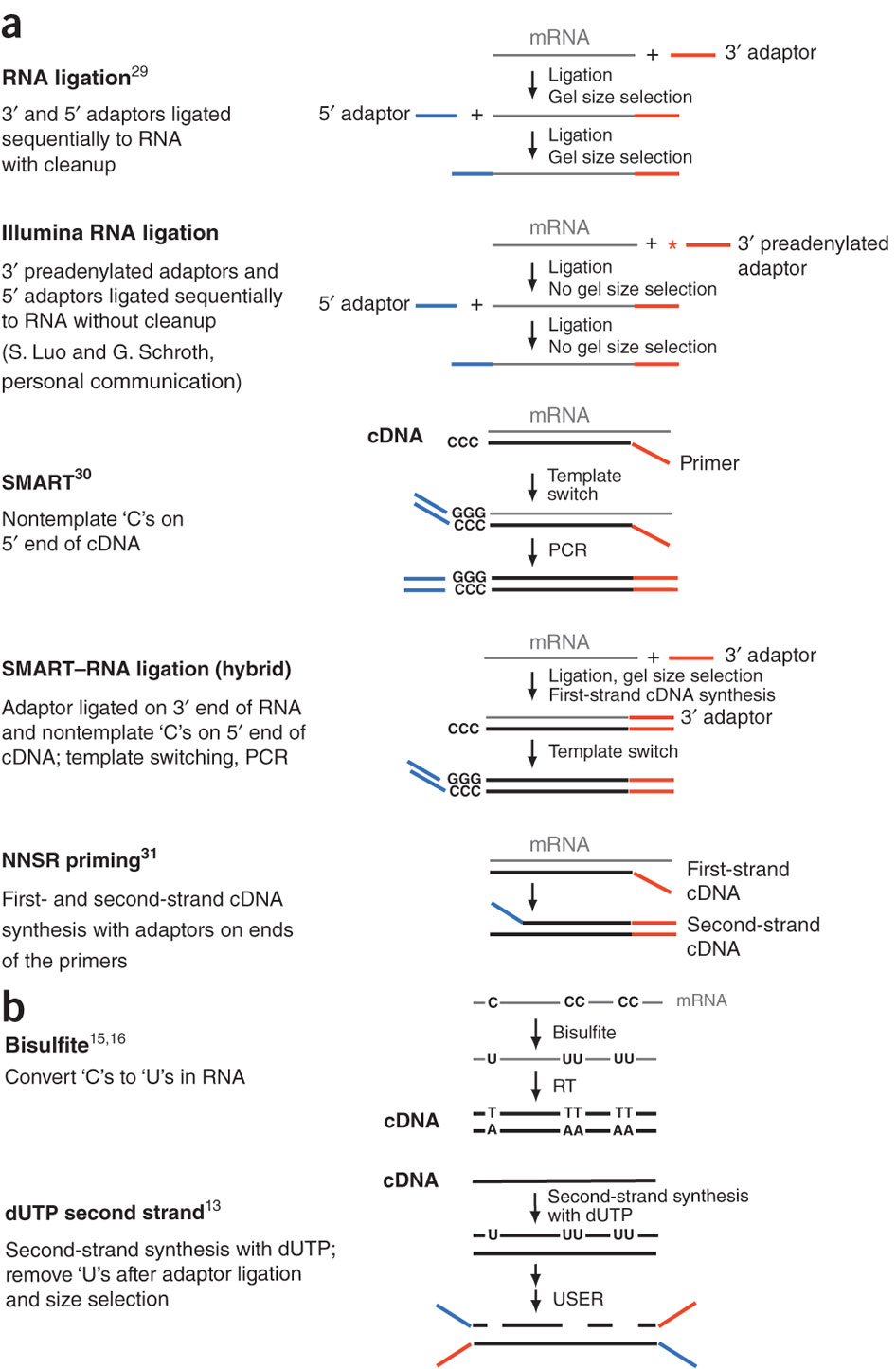 Generation of stranded RNAseq libraries.