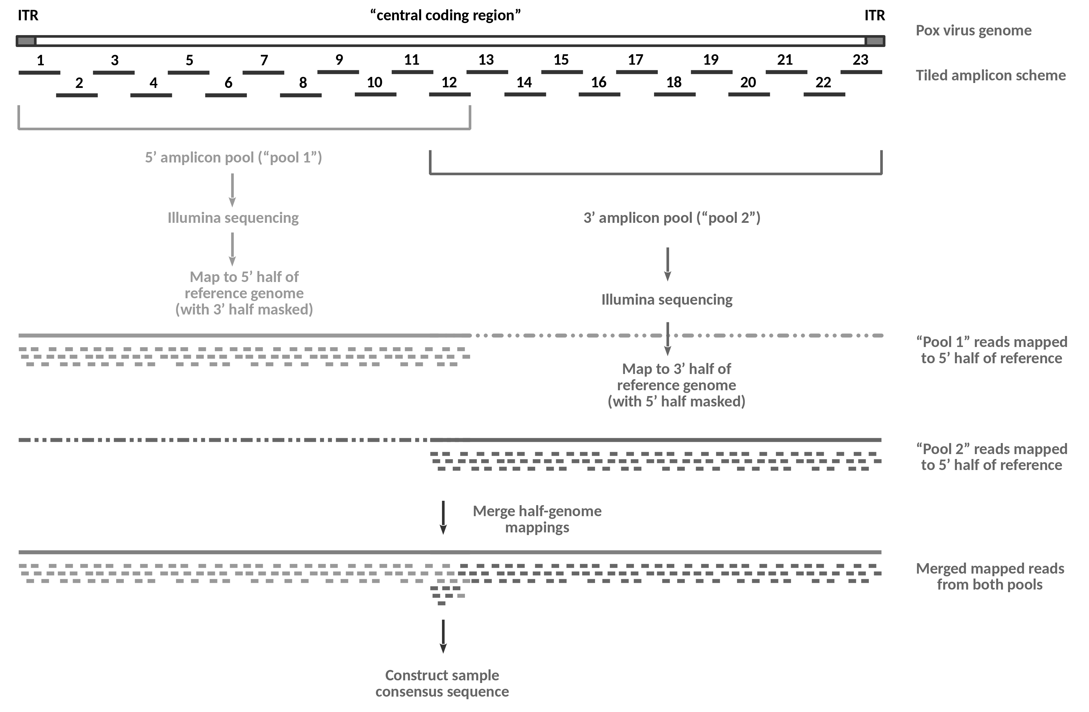 A schematic drawing of a pox virus genome with a central coding region flanked by inverted terminal repeat regions. Below the genome 23 tiled amplicons are drawn as numbered lines to show their approximate distribution across the genome. Below the amplicons, the main steps in their wet lab processing and of the bioinformatics analysis of their sequences is shown as a flowchart.